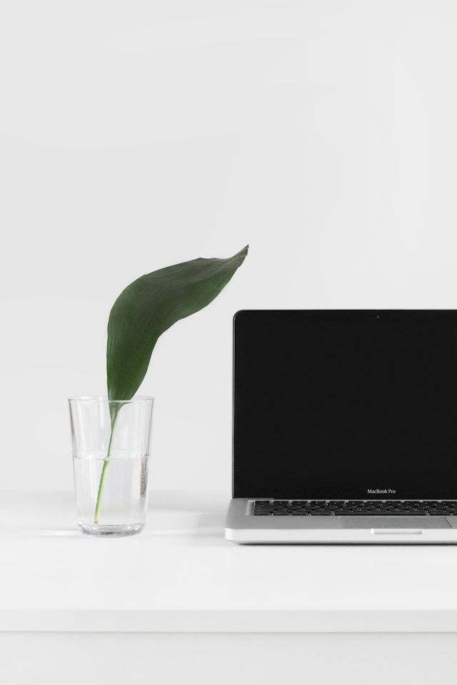 laptop and plant on the dark